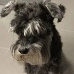 Znaleziono psa, Bydgoszcz, 17 grudnia 2023