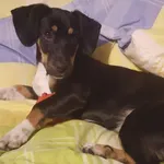 Zaginął pies, Mordy, 22 grudnia 2023