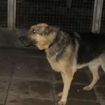 PIES Z INTERWENCJI 21.12.2023