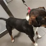 Pies odnaleziony w dniu 20.12.2023 r. przy ul. Dwernickiego.