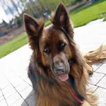 Zaginął pies, Łódź, 21 grudnia 2023