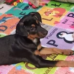 Zaginął pies, Łódź, 23 grudnia 2023