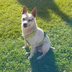 Zaginął pies, Raba Wyżna, 24 grudnia 2023