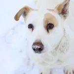 Talia 376/23 – ADOPTOWANA 🙂