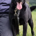 Pies do adopcji, Grudziądz, 22 września 2023