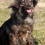 Pies do adopcji, Grudziądz, 13 października 2023