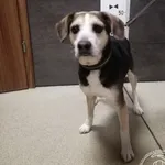 Przyjęty: 2023-12-22
Gmina: Żywiec
Płeć: Pies
Opis: mieszaniec, tricolor