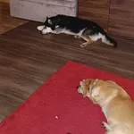 Zaginął pies, Słowak, 25 grudnia 2023