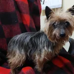 Znaleziono psa, Sosnowiec, 24 grudnia 2023