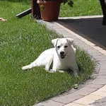 Zaginął pies, Łódź, 26 grudnia 2023