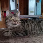 Zaginął kot, Ostrołęka, 28 grudnia 2023