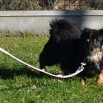 Pies do adopcji, Chełmek, 15 października 2023