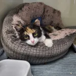 Kot do adopcji, Orzechowce, 22 grudnia 2023