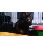 Znaleziono kota, Białystok, 24 grudnia 2023