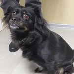 Znaleziono psa, Nowa Krępa, 17 grudnia 2023