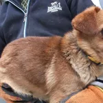 Gizmak to pies przywieziony w dniu 04.12.2023r z terenu gm. Sobolew, malutki, kontaktowy