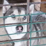 Guska to suka przywieziona w dniu 07.12.2023r duża w typie husky, agresywna