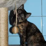 Kot do adopcji, Dłużyna Górna, 28 grudnia 2023