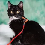 Kot do adopcji, Gdańsk, 28 grudnia 2023