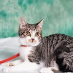 Kot do adopcji, Gdańsk, 29 grudnia 2023