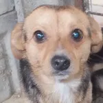 Znaleziono psa, Nowa Krępa, 17 grudnia 2023