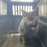 Nr: 634/2023 - Kot z Świdnica Miasto