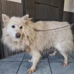 Pies do adopcji, Ropczyce, 29 grudnia 2023