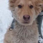 Galopadek to piesek przywieziony w dniu 08.12.2023r z terenu gm. Platerów, jeszcze szczenię, wesoły,miły