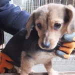 Znaleziono psa, Nowa Krępa, 17 grudnia 2023