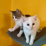 ‍⬛śnieżka I Płatek Do Wspólnej Adopcji❄️