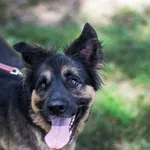 Pies do adopcji, gmina Platerówka, 29 czerwca 2019