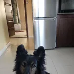 Zaginął pies, Łódź, 29 grudnia 2023