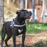 Pies do adopcji, gmina Platerówka, 23 kwietnia 2019