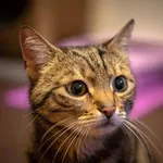 Bandi wróciła z adopcji, znowu szuka dom