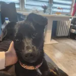 Zaginął pies, Łódź, 30 grudnia 2023