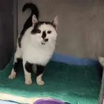 Kocurek poz. 23/828/K