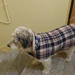 Zaginął pies, Łódź, 31 grudnia 2023