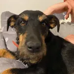 ZAGINĄŁ TERIER NIEMIECKI 