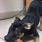 Pies do adopcji, Warszawa, 17 grudnia 2023