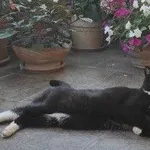 Zaginął kot, Łódź, 2 stycznia 2024