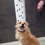 Przyjęty: 2023-12-31 Gmina: Babice Płeć: Pies Opis: mieszaniec, brąz