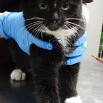 Kot do adopcji, Szczecin, 31 grudnia 2023