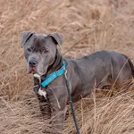 Pies do adopcji, Szczecin, 31 grudnia 2023