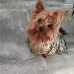 ZAGINĄŁ PIES RASY YORK 