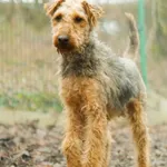 Pies do adopcji, Ropczyce, 3 stycznia 2024