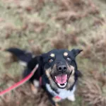 Kaja - wesoła, roczna, przyjazna sunia!