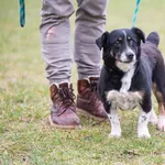 Znaleziono psa, Lublin, 31 grudnia 2023