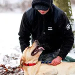 Pies do adopcji, Elbląg, 17 grudnia 2023