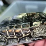 Znaleziono zwierzę, Lublin, 3 stycznia 2024