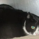 KOT Z INTERWENCJI Z DNIA 04.01.2024